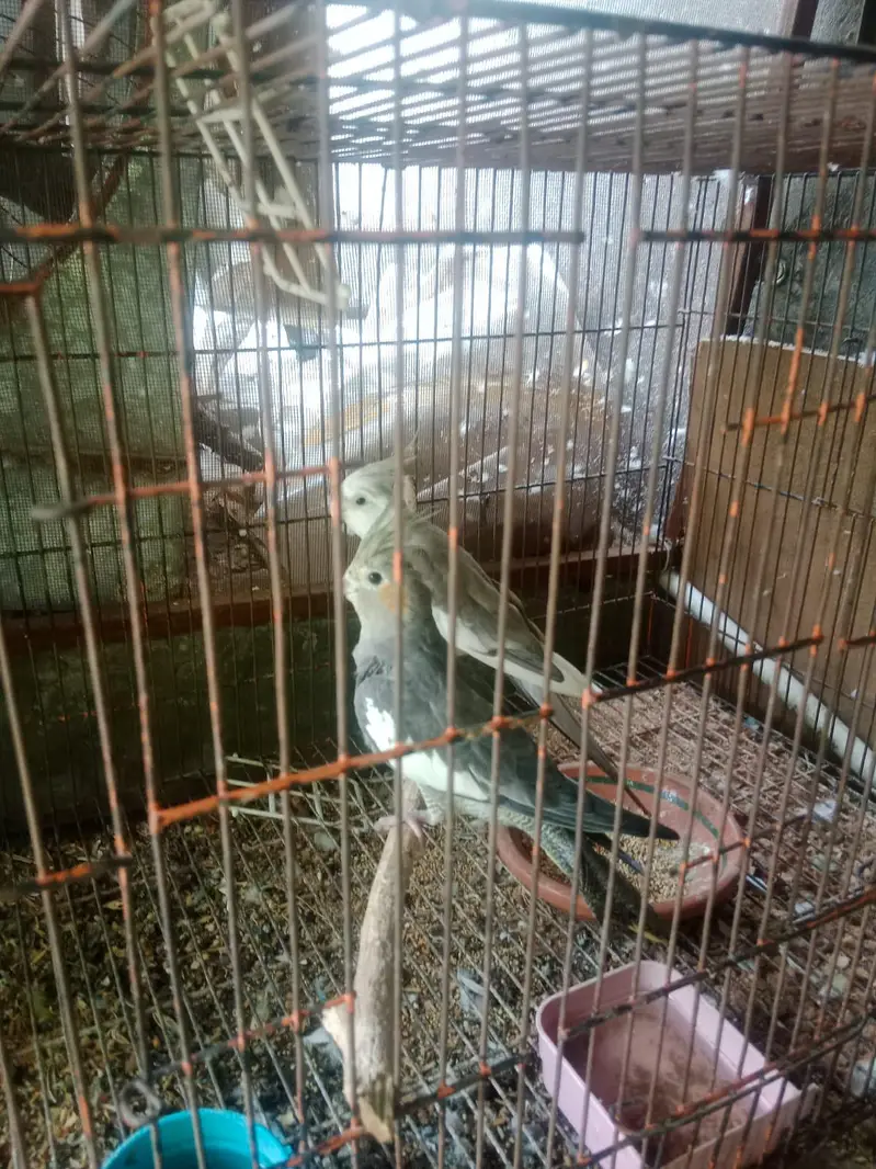 Grey Cocktail Healthy, Ready to Breed Pair at very reasonable price, — photo 3