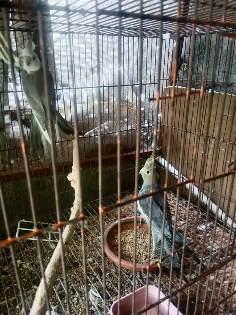 Grey Cocktail Healthy, Ready to Breed Pair at very reasonable price, — photo 4
