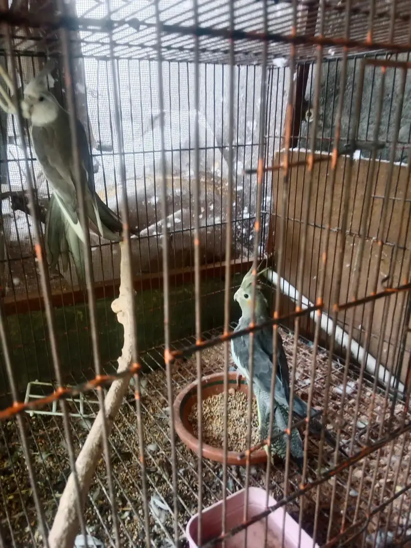 Grey Cocktail Healthy, Ready to Breed Pair at very reasonable price, — photo 5