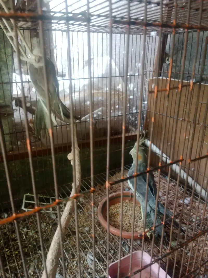 Grey Cocktail Healthy, Ready to Breed Pair at very reasonable price, — photo 6