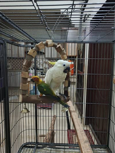 triton cockatoo