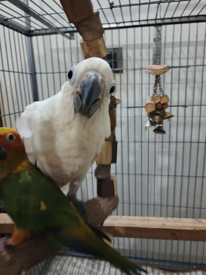 triton cockatoo — photo 5