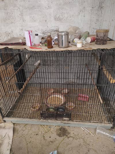 bird cage for sale