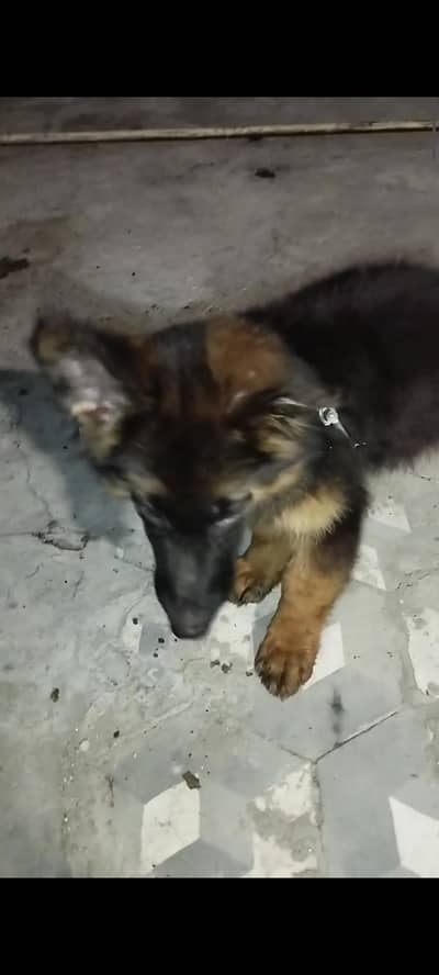 german shepherd pedigeri male healthy active