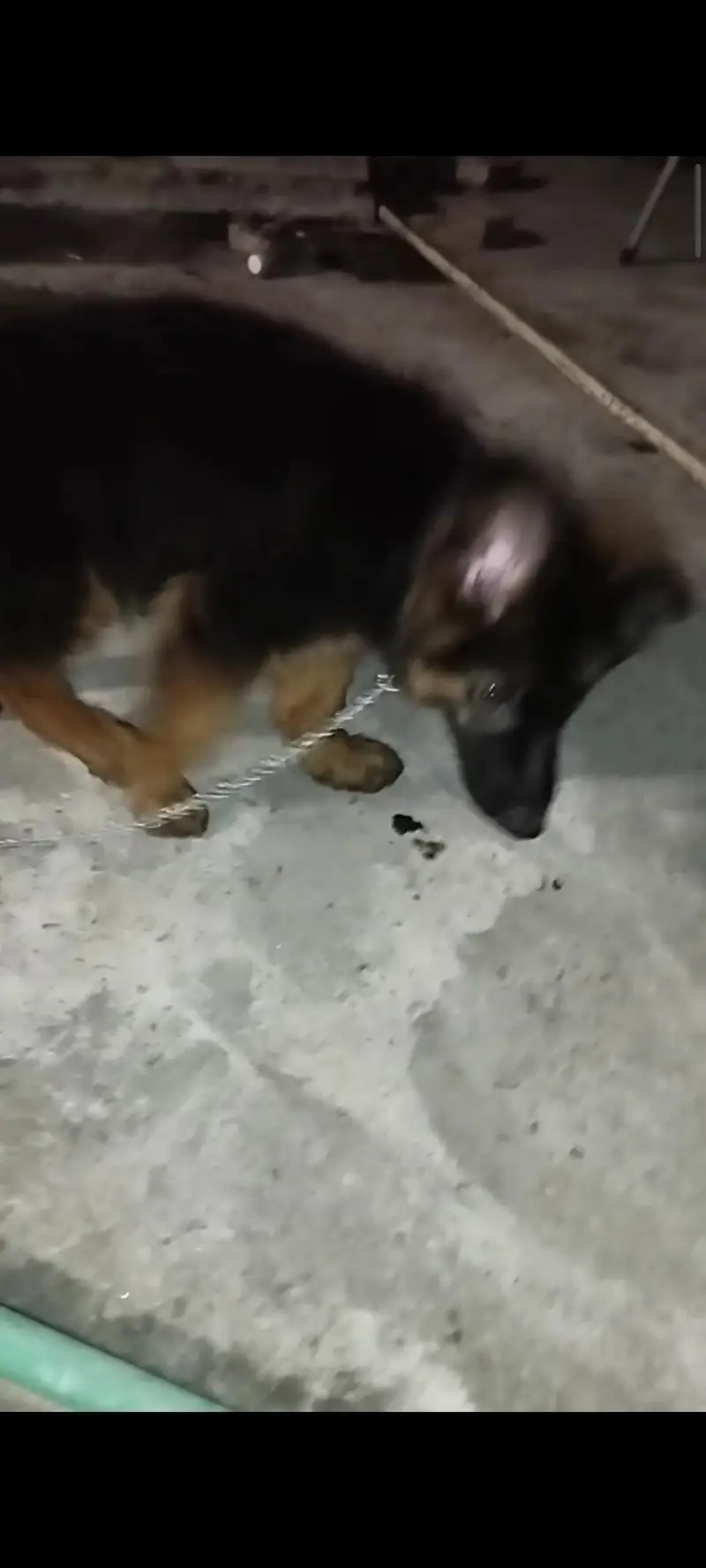german shepherd pedigeri male healthy active — photo 2