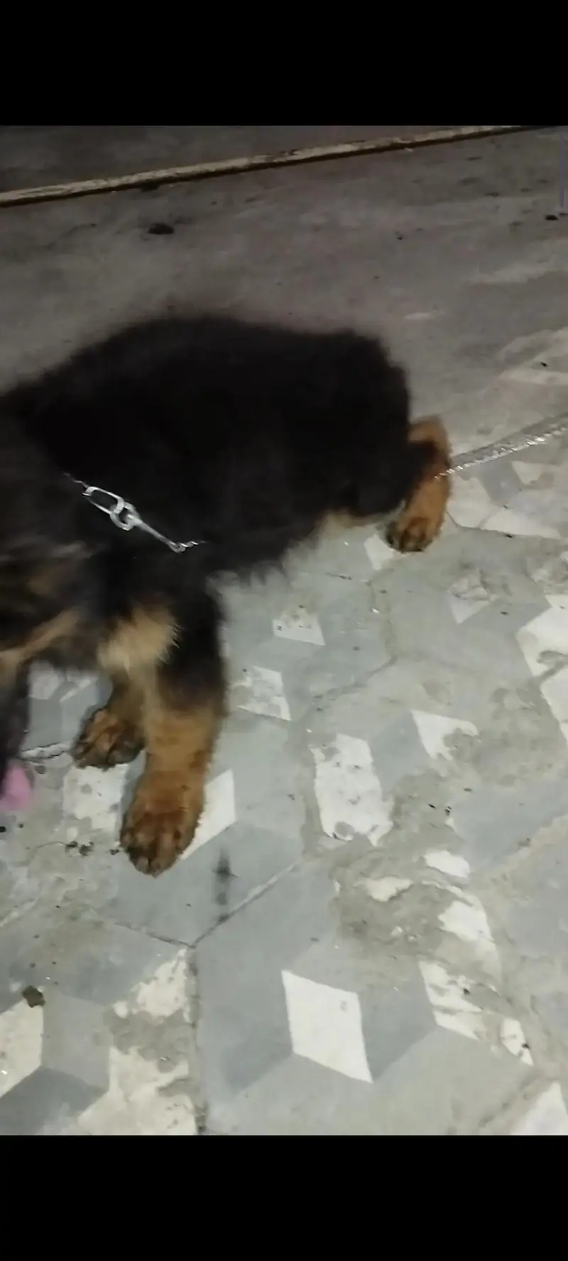 german shepherd pedigeri male healthy active — photo 3