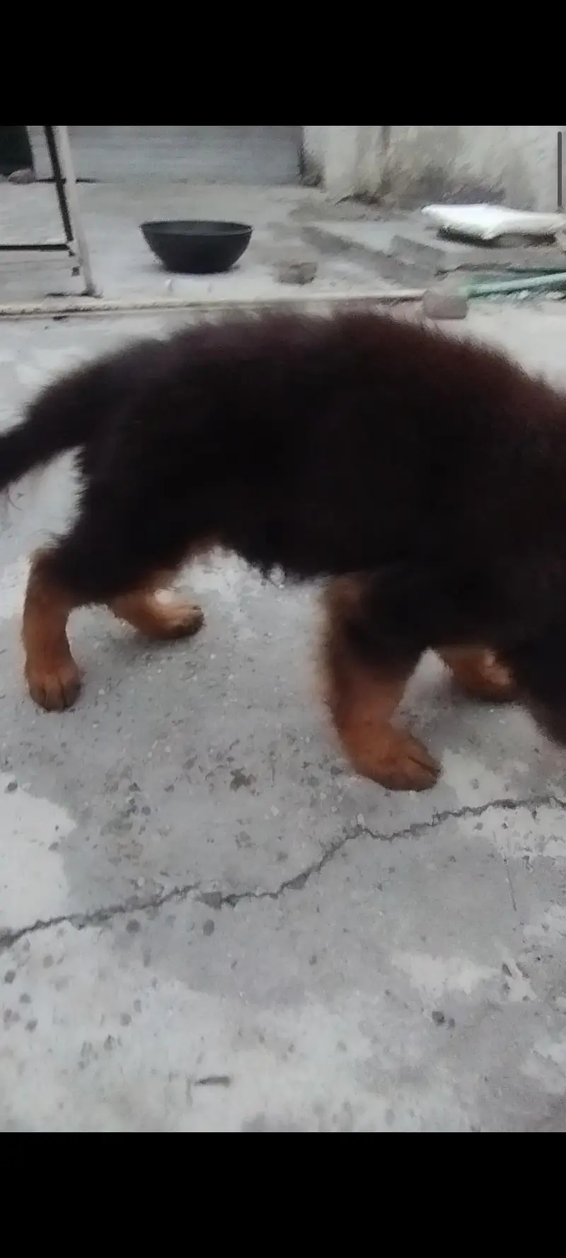 german shepherd pedigeri male healthy active — photo 5