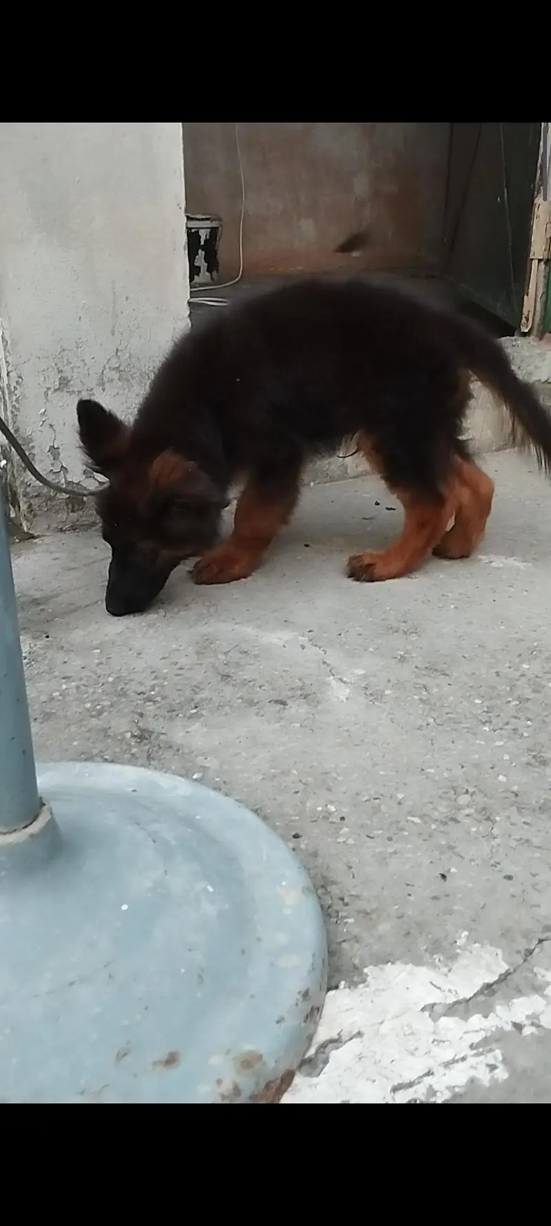 german shepherd pedigeri male healthy active — photo 6