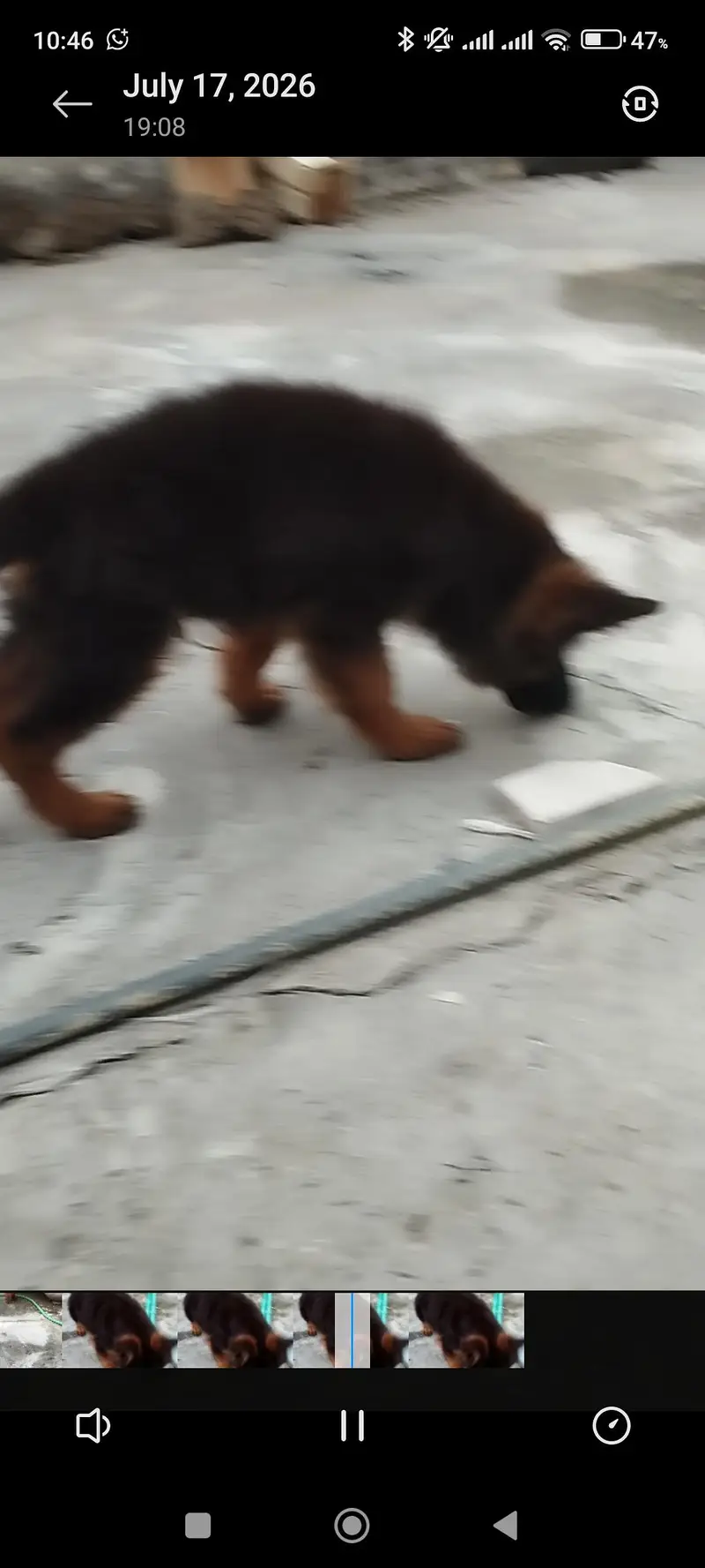 german shepherd pedigeri male healthy active — photo 7