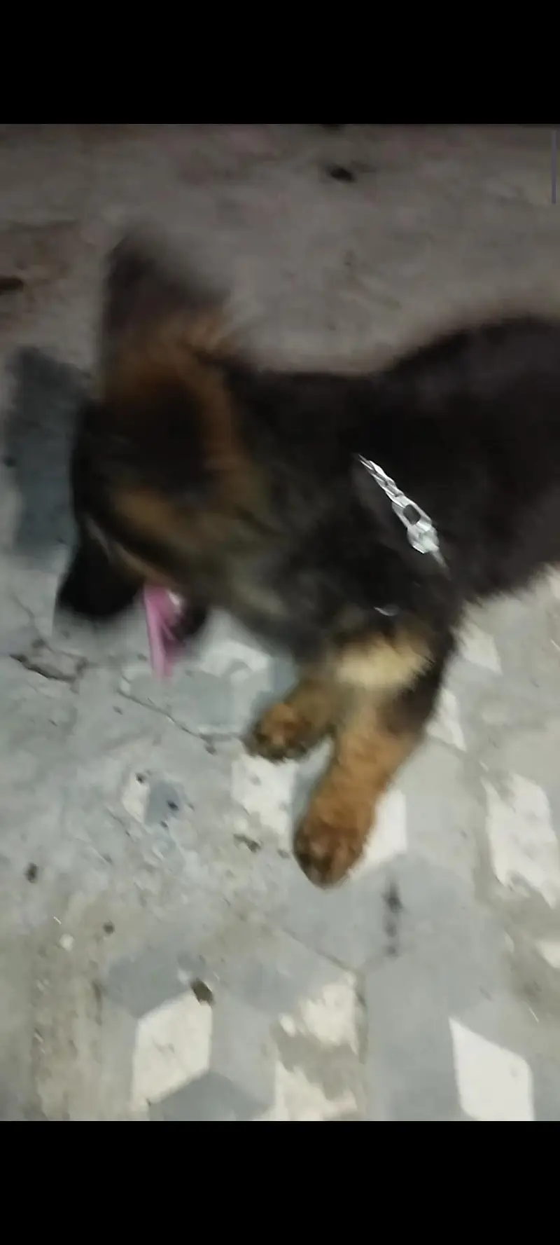 german shepherd pedigeri male healthy active — photo 8