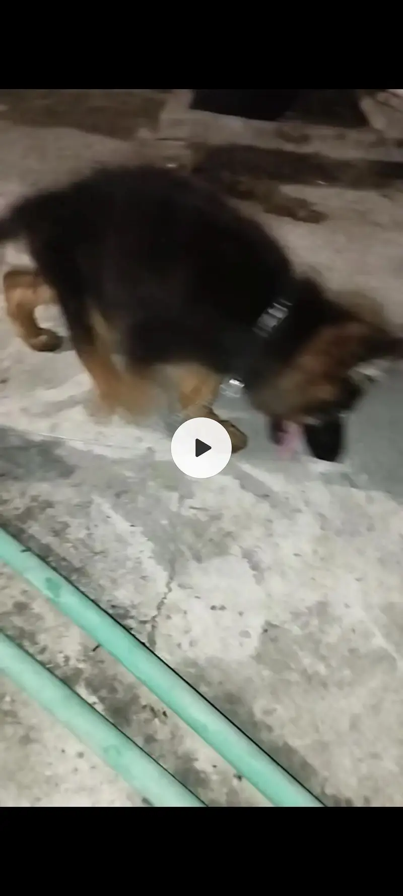 german shepherd pedigeri male healthy active — photo 9