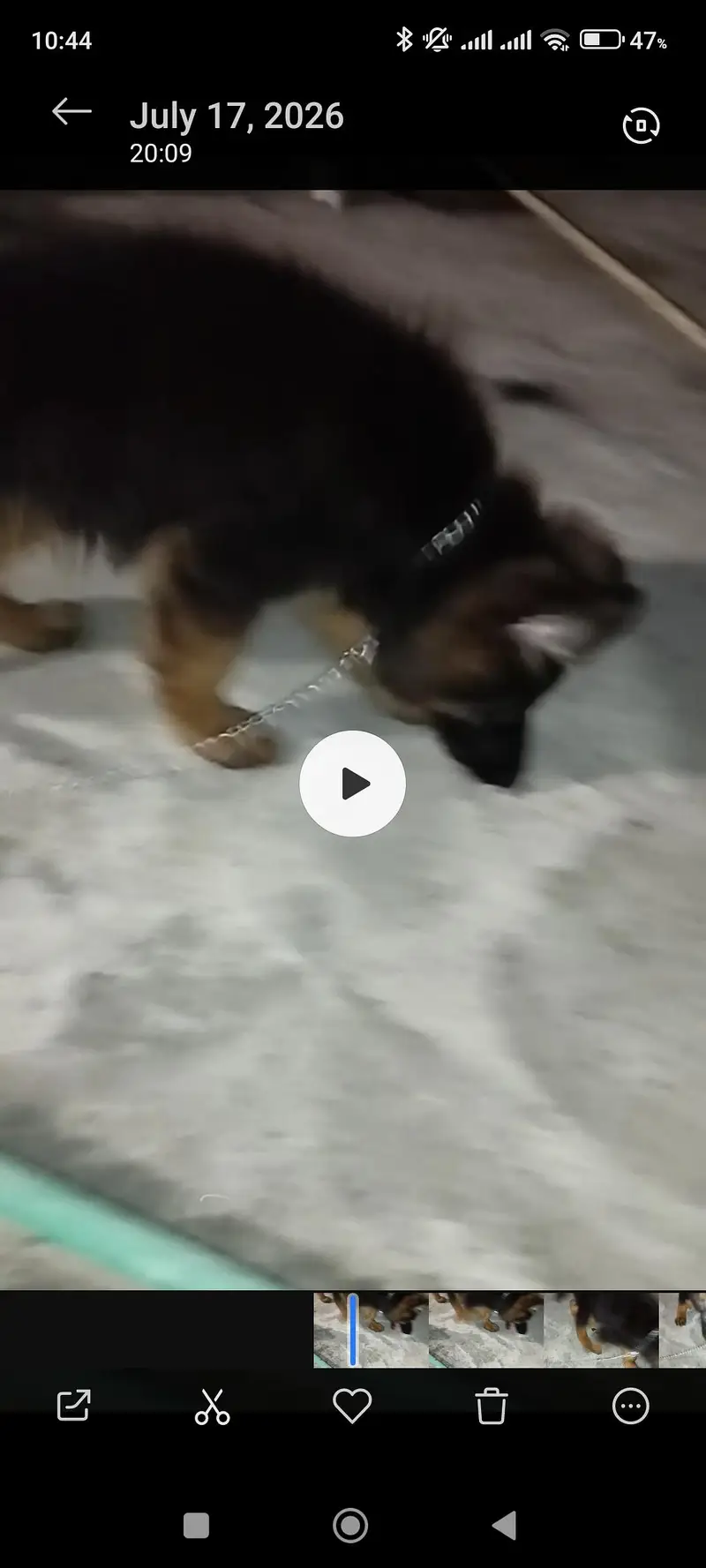 german shepherd pedigeri male healthy active — photo 10