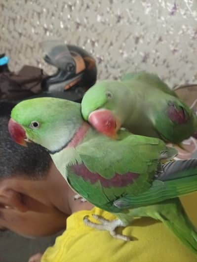 parrots