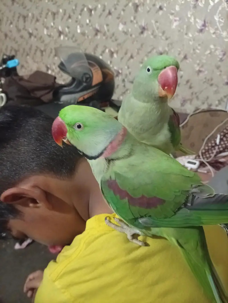 parrots — photo 2