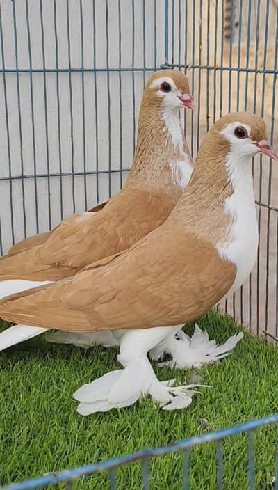 sherazi pair