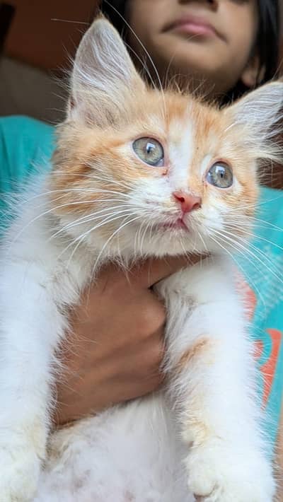 kitten for sale