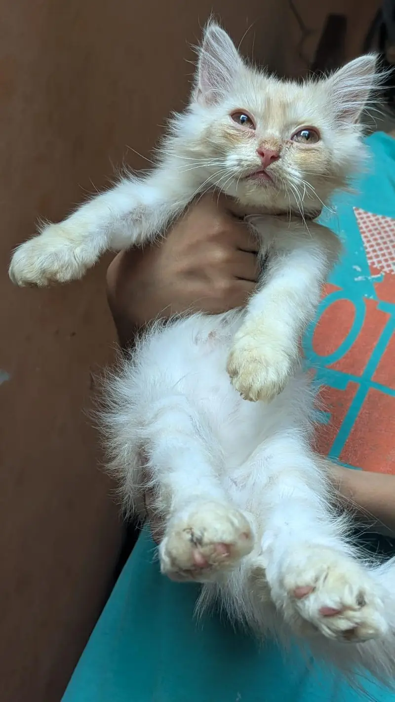 kitten for sale — photo 2