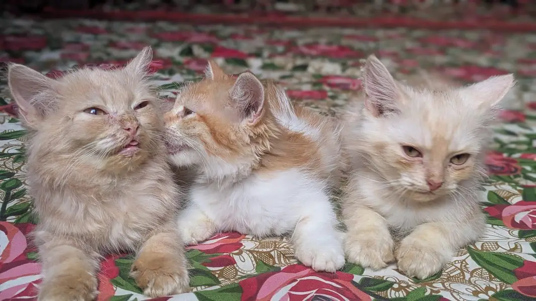 kitten for sale — photo 3