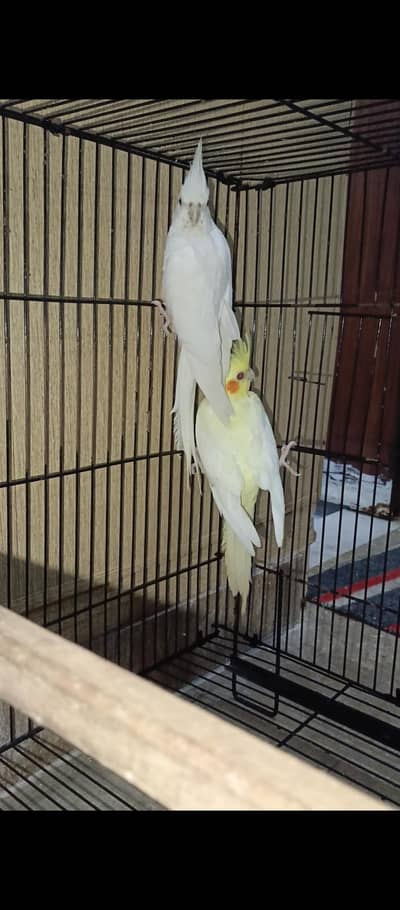 Cocktail Pairs for Sale