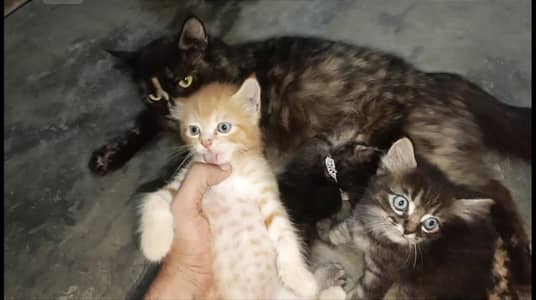 pure Persian female kitten. . .