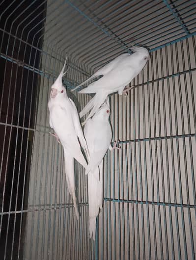 cocktail red eye parrots