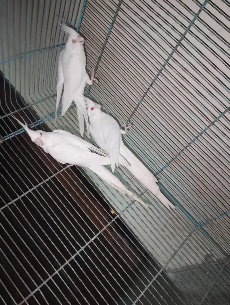 cocktail red eye parrots — photo 2