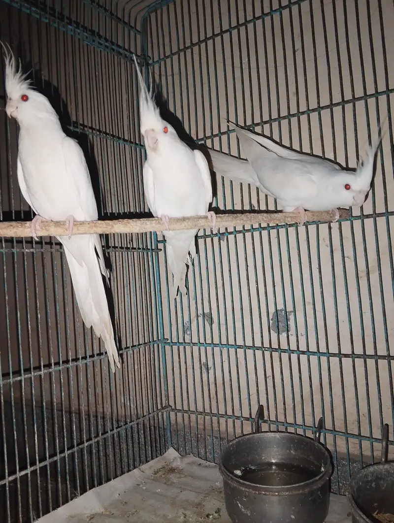 cocktail red eye parrots — photo 3