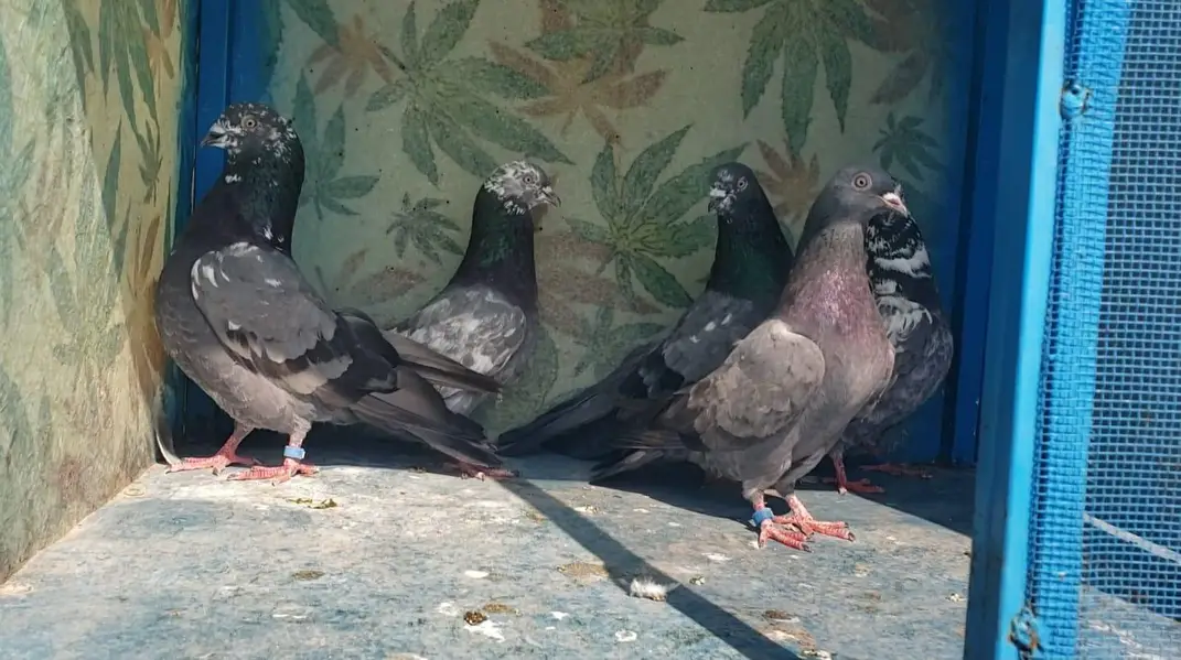 High flyer pigeons all setup for sale — photo 2