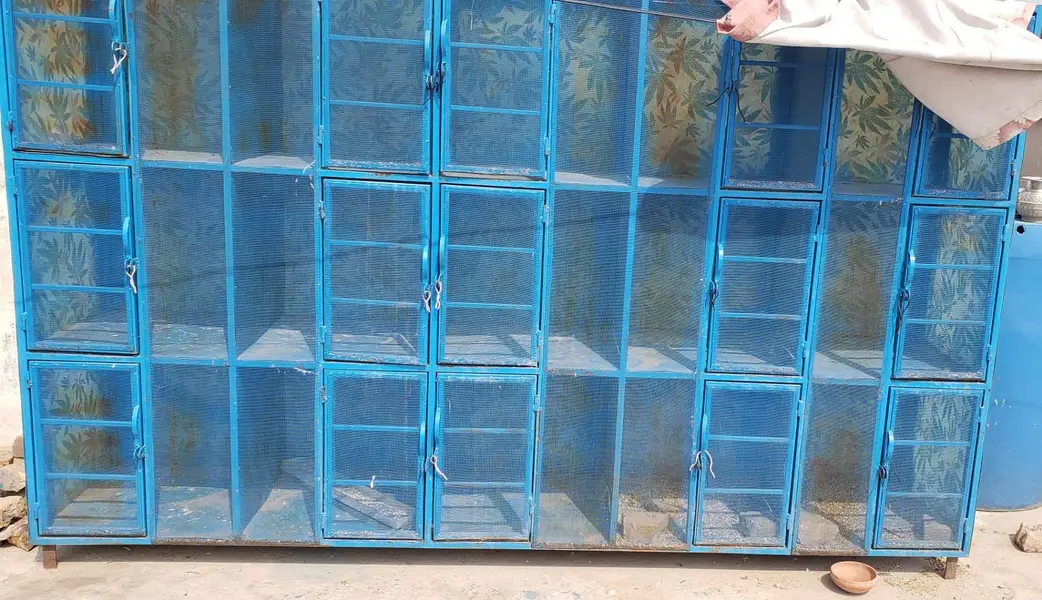 High flyer pigeons all setup for sale — photo 3