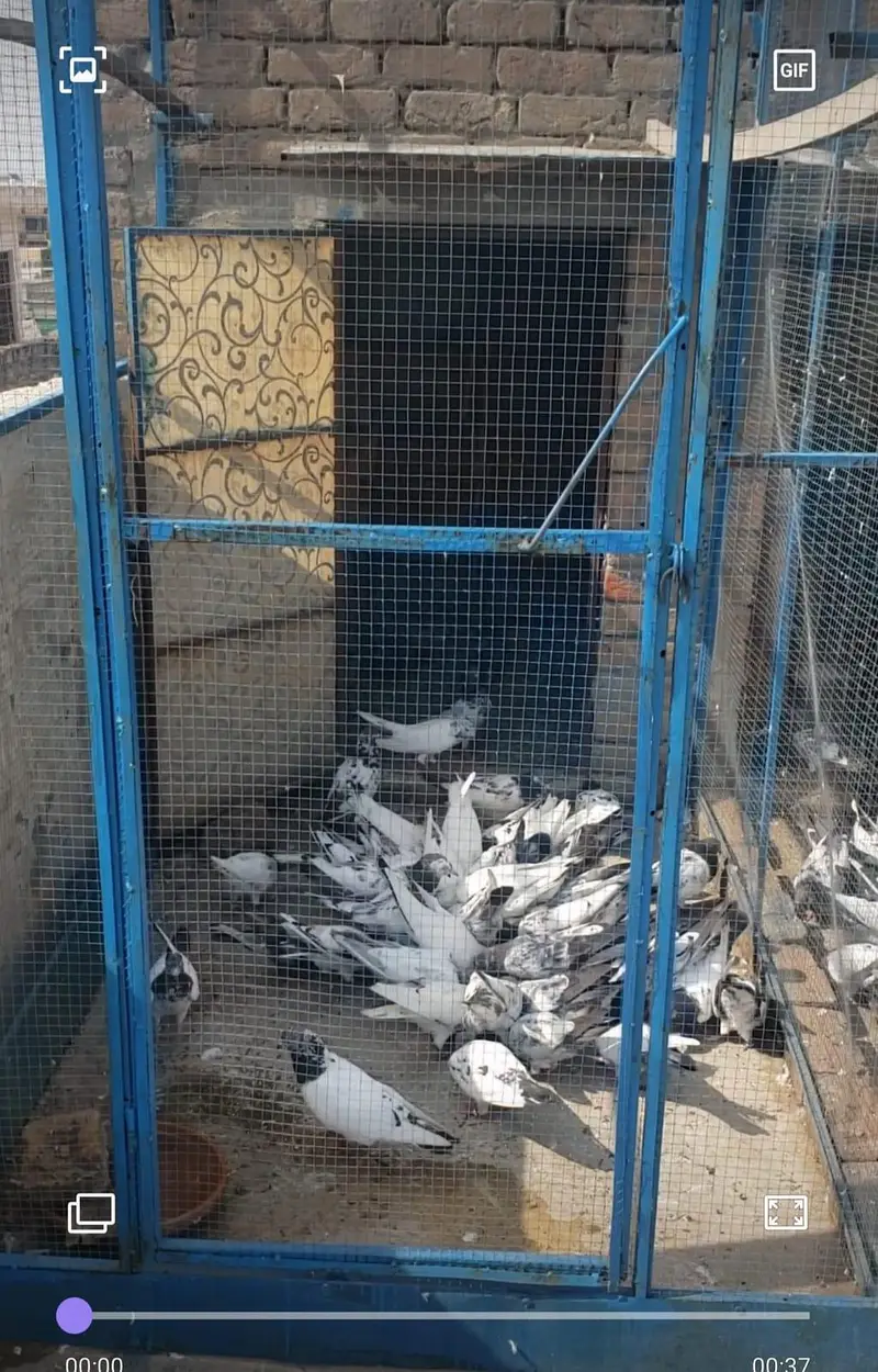 High flyer pigeons all setup for sale — photo 5