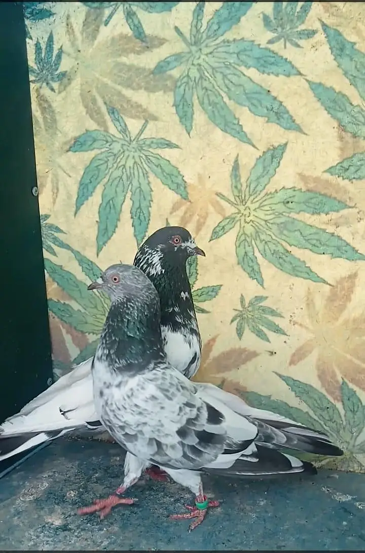 High flyer pigeons all setup for sale — photo 6