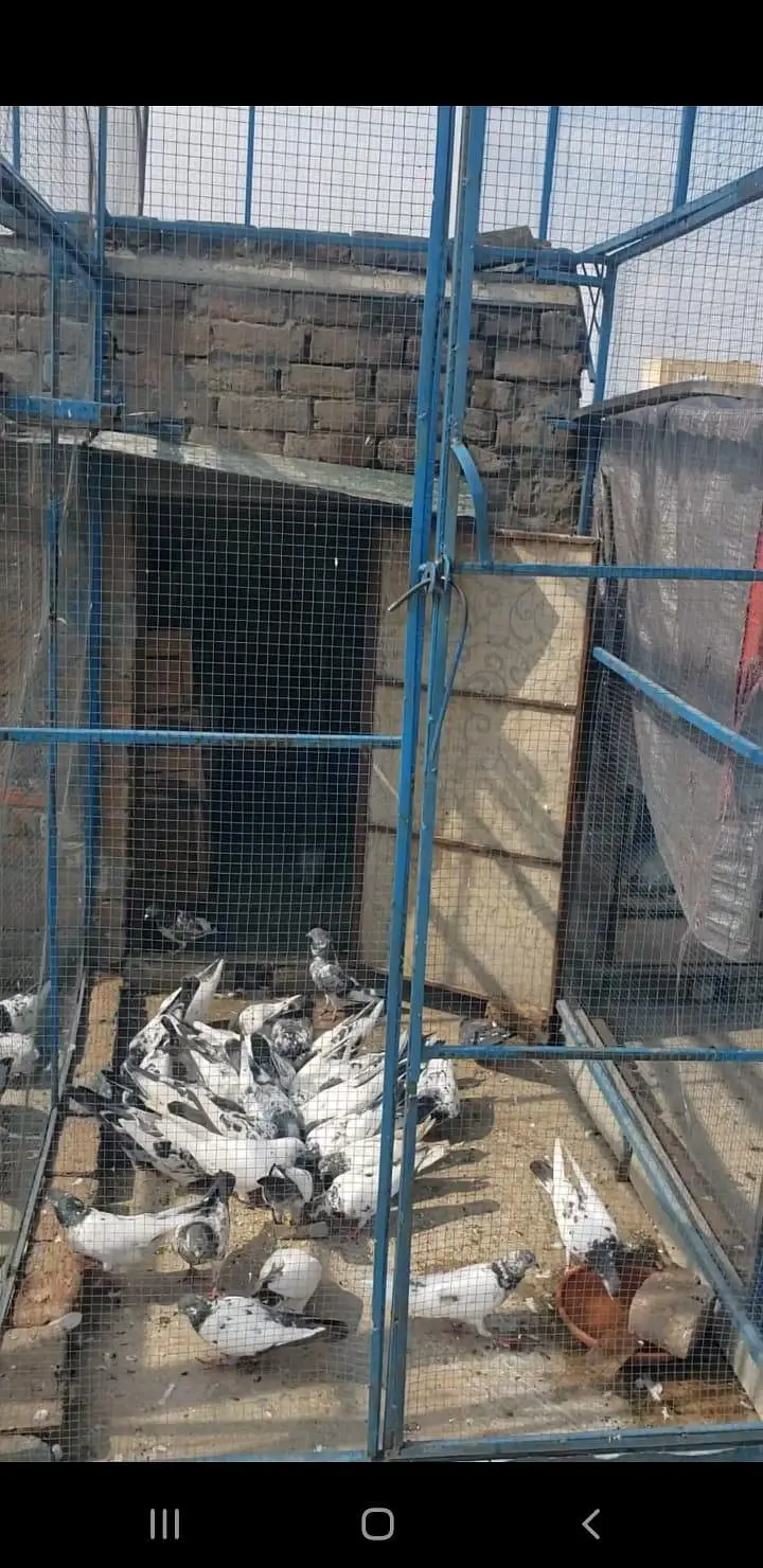 High flyer pigeons all setup for sale — photo 7