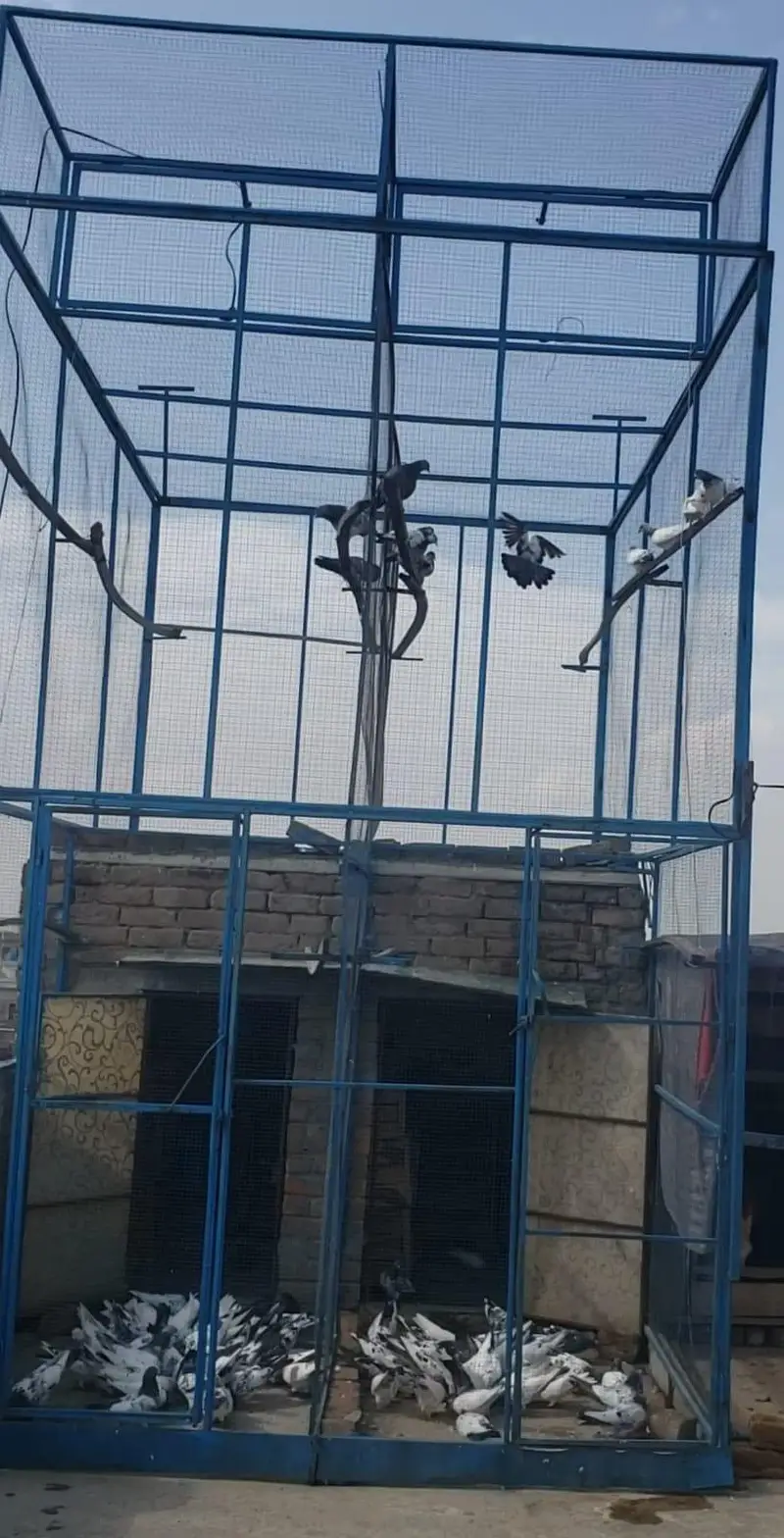 High flyer pigeons all setup for sale — photo 8