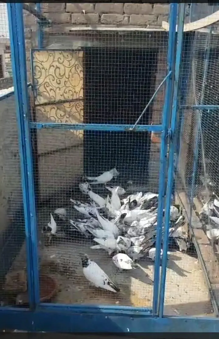 High flyer pigeons all setup for sale — photo 9