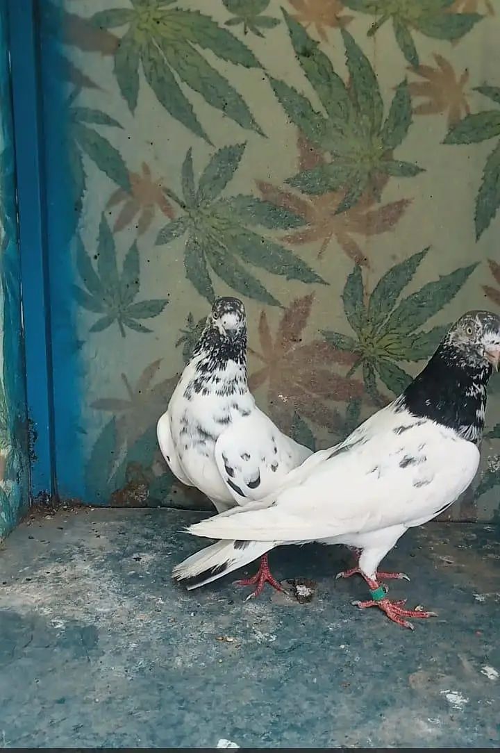 High flyer pigeons all setup for sale — photo 10