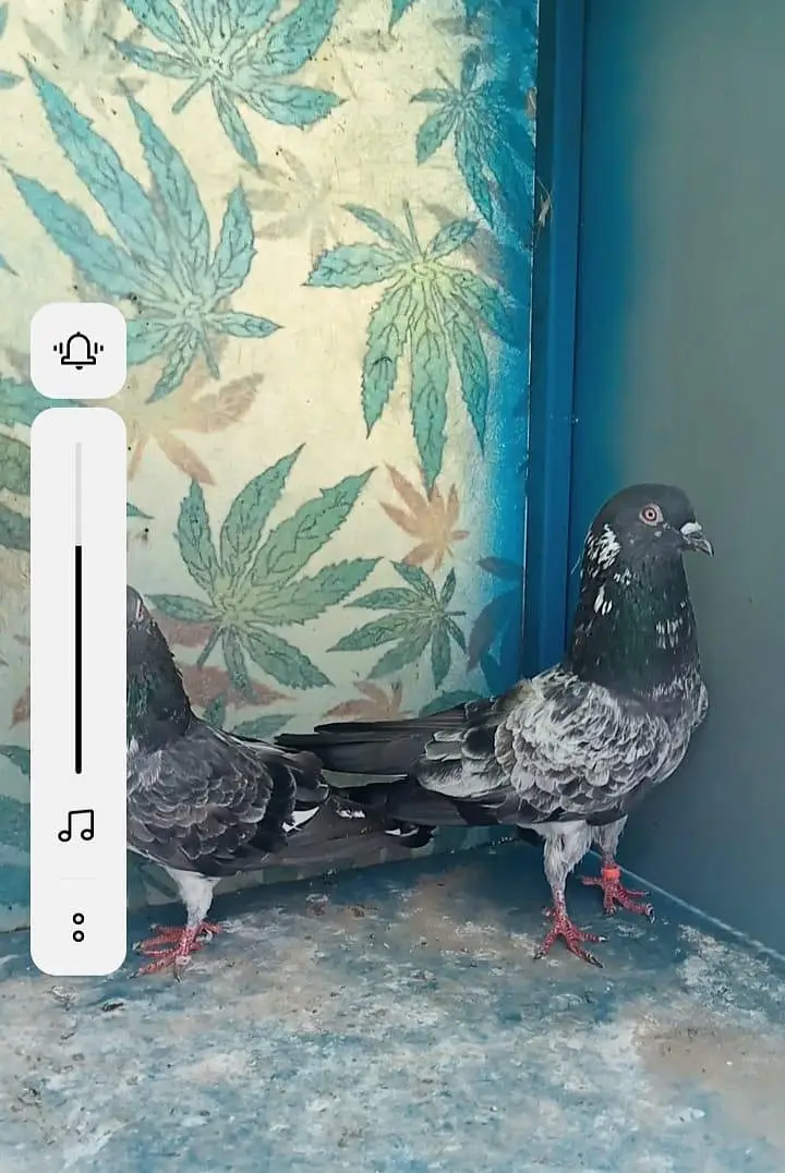 High flyer pigeons all setup for sale — photo 11
