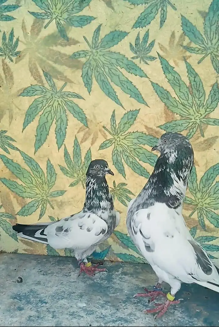 High flyer pigeons all setup for sale — photo 12