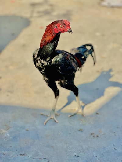 Pakoy