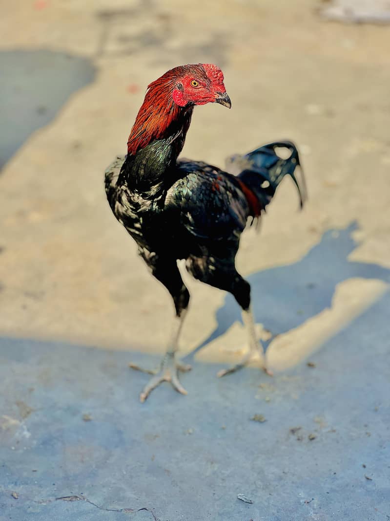 Pakoy 0