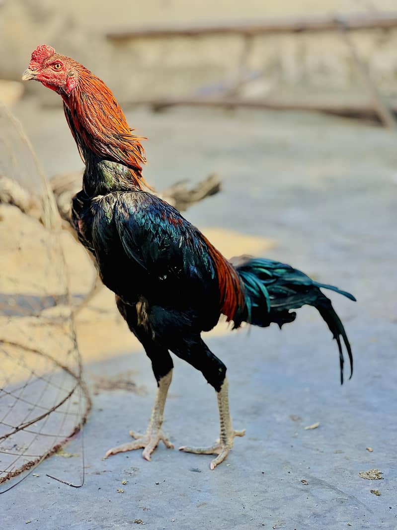 Pakoy 1