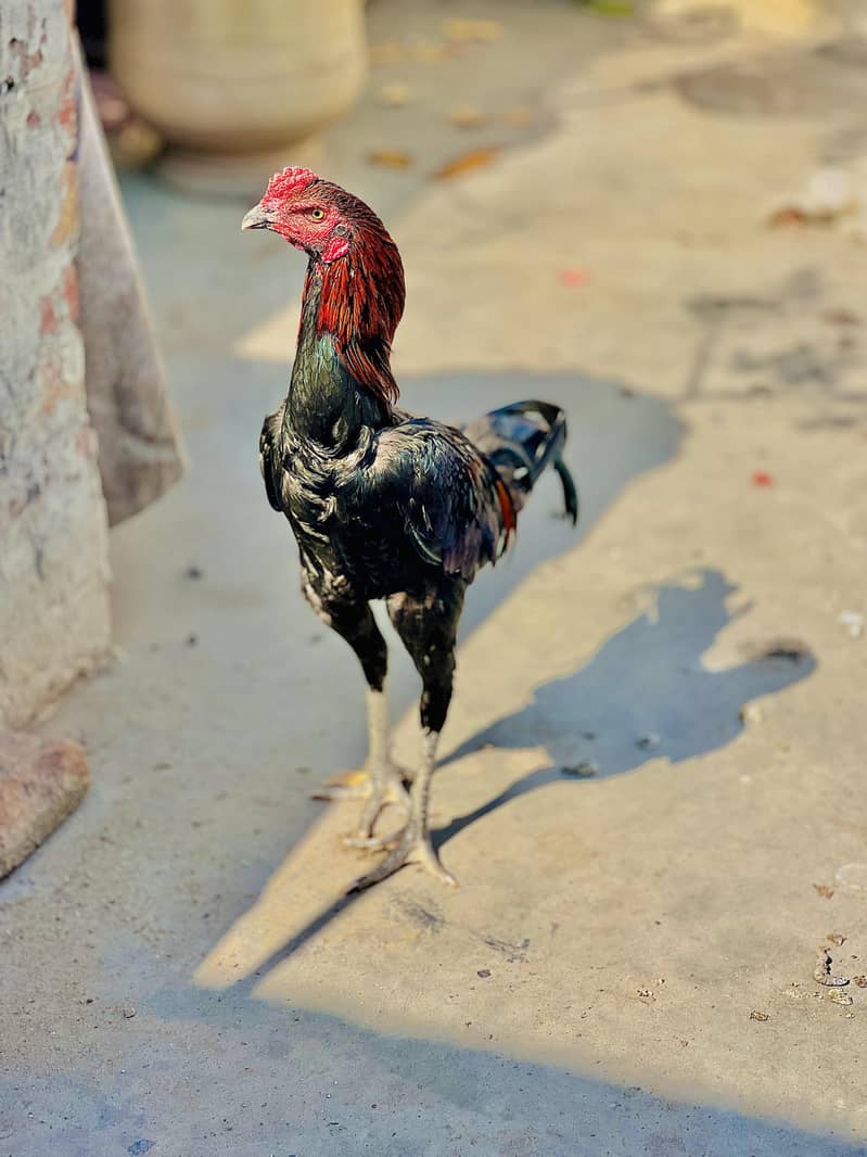 Pakoy 2