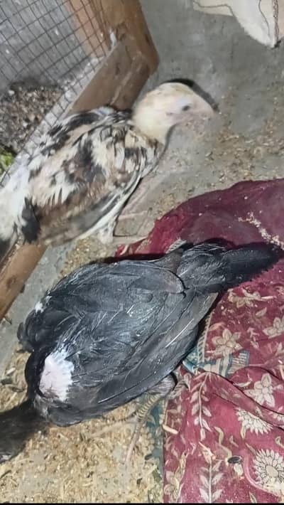اصیل پٹھے + بینٹم چیکس