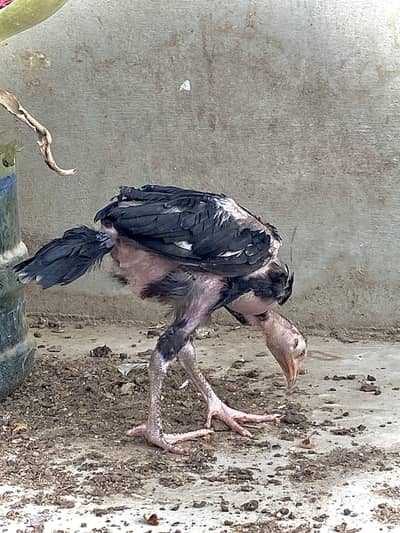 : 7 High-Quality Aseel Chicks (3 Months Old) - Pure Bloodline