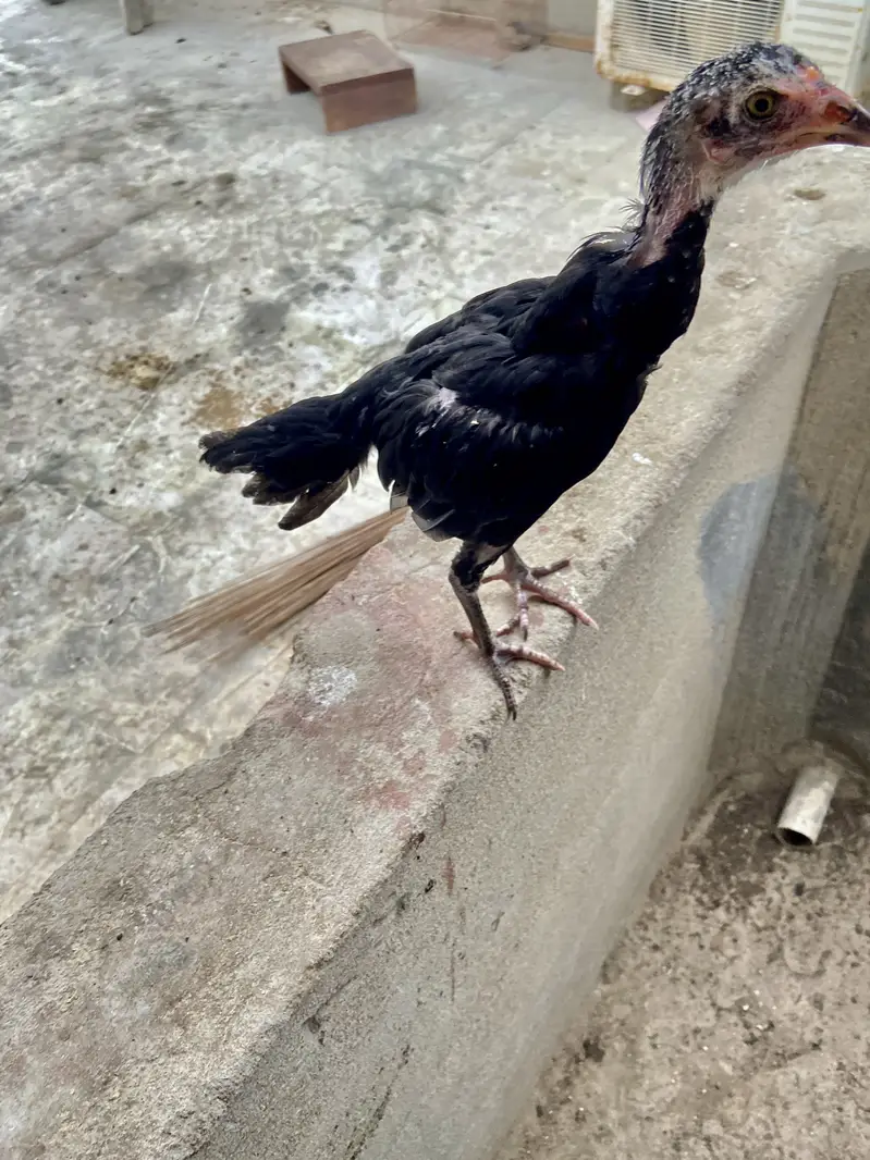 : 7 High-Quality Aseel Chicks (3 Months Old) - Pure Bloodline — photo 2