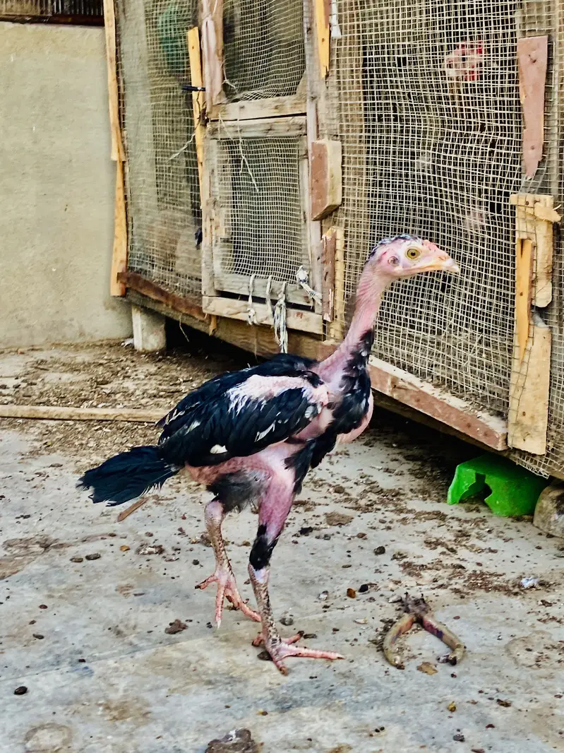: 7 High-Quality Aseel Chicks (3 Months Old) - Pure Bloodline — photo 3