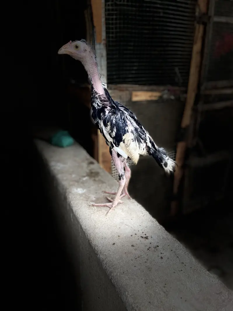 : 7 High-Quality Aseel Chicks (3 Months Old) - Pure Bloodline — photo 4