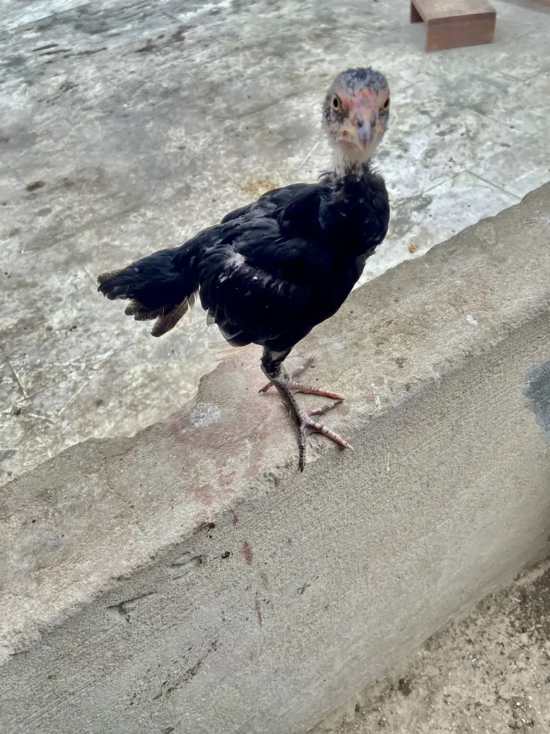 : 7 High-Quality Aseel Chicks (3 Months Old) - Pure Bloodline — photo 5