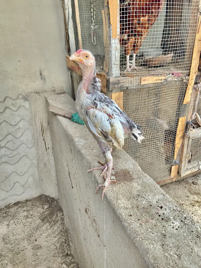 : 7 High-Quality Aseel Chicks (3 Months Old) - Pure Bloodline — photo 6