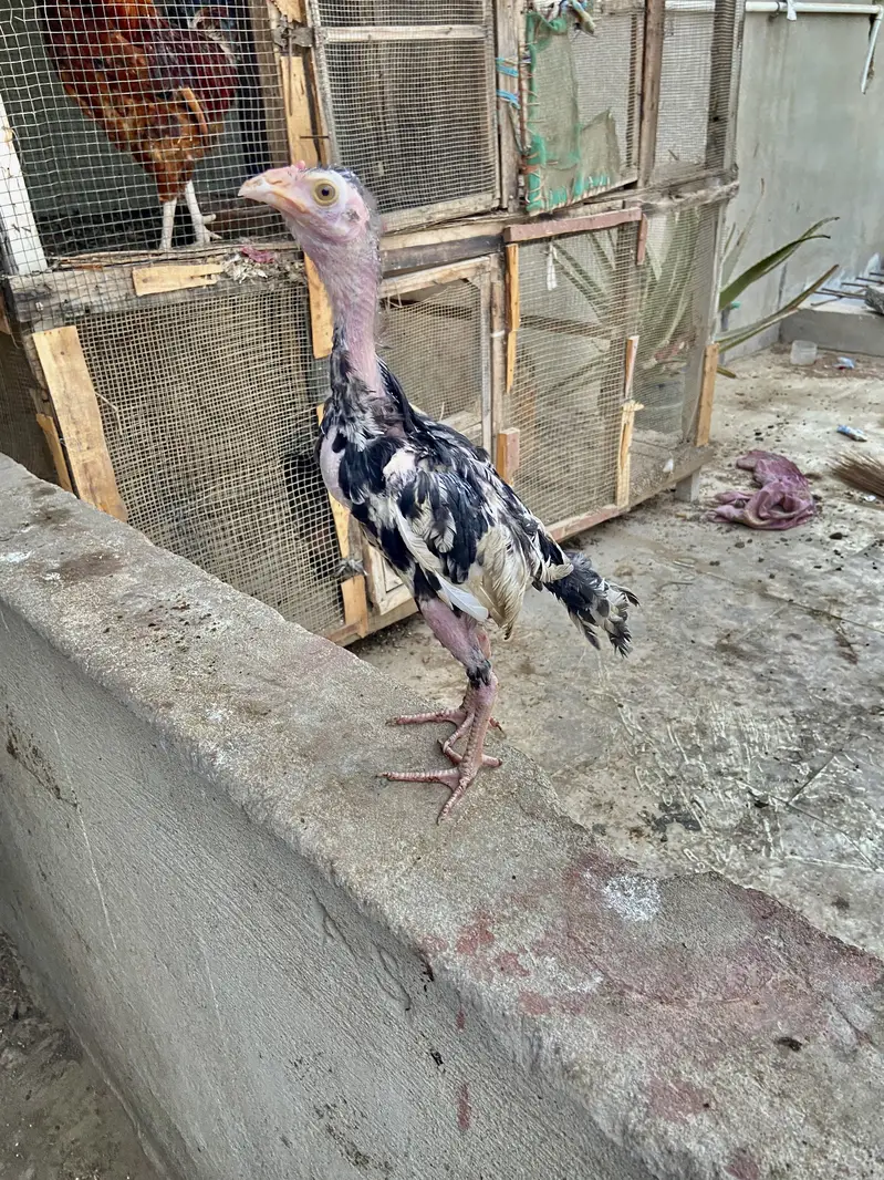 : 7 High-Quality Aseel Chicks (3 Months Old) - Pure Bloodline — photo 7