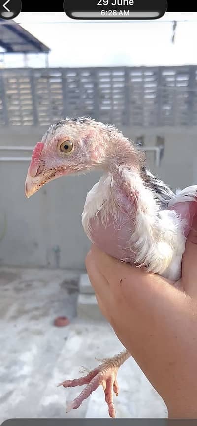 : 7 High-Quality Aseel Chicks (3 Months Old) - Pure Bloodline